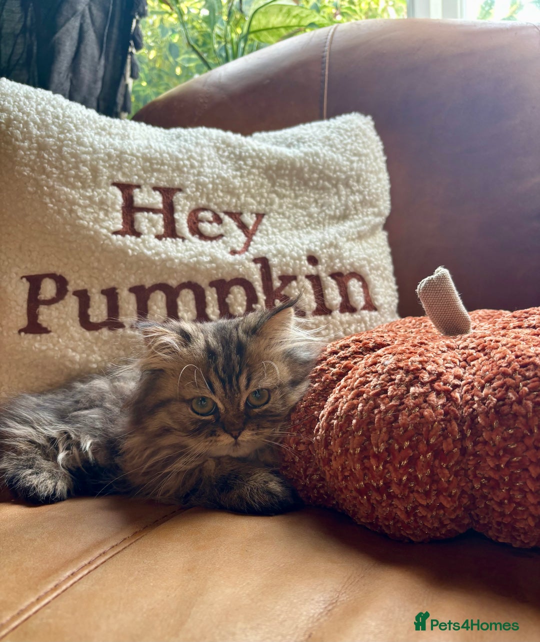 Persian cats for sale: Beautiful Pedigree Persians  - Image 3