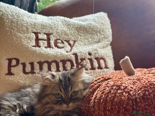 Persian cats - Advert 17