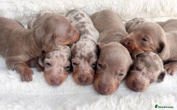 Miniature Dachshund dogs for sale: Miniature dachshunds  - Image 6
