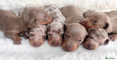 Miniature Dachshund dogs - Advert 2