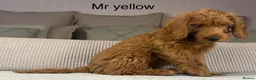 Labradoodle dogs for sale: INSTAGRAM. “OAKWELL RETRIEVERS” HEALTHY HOUNDS - Advert 8