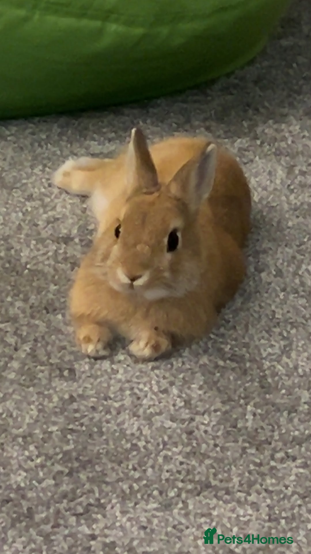 Netherland Dwarf rabbits for sale: Netherlands dwarf rabbit  - Advert 3