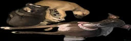 Italian Greyhound dogs for sale: ✨ KC Registered Italian Greyhound puppies ✨ - Advert 16