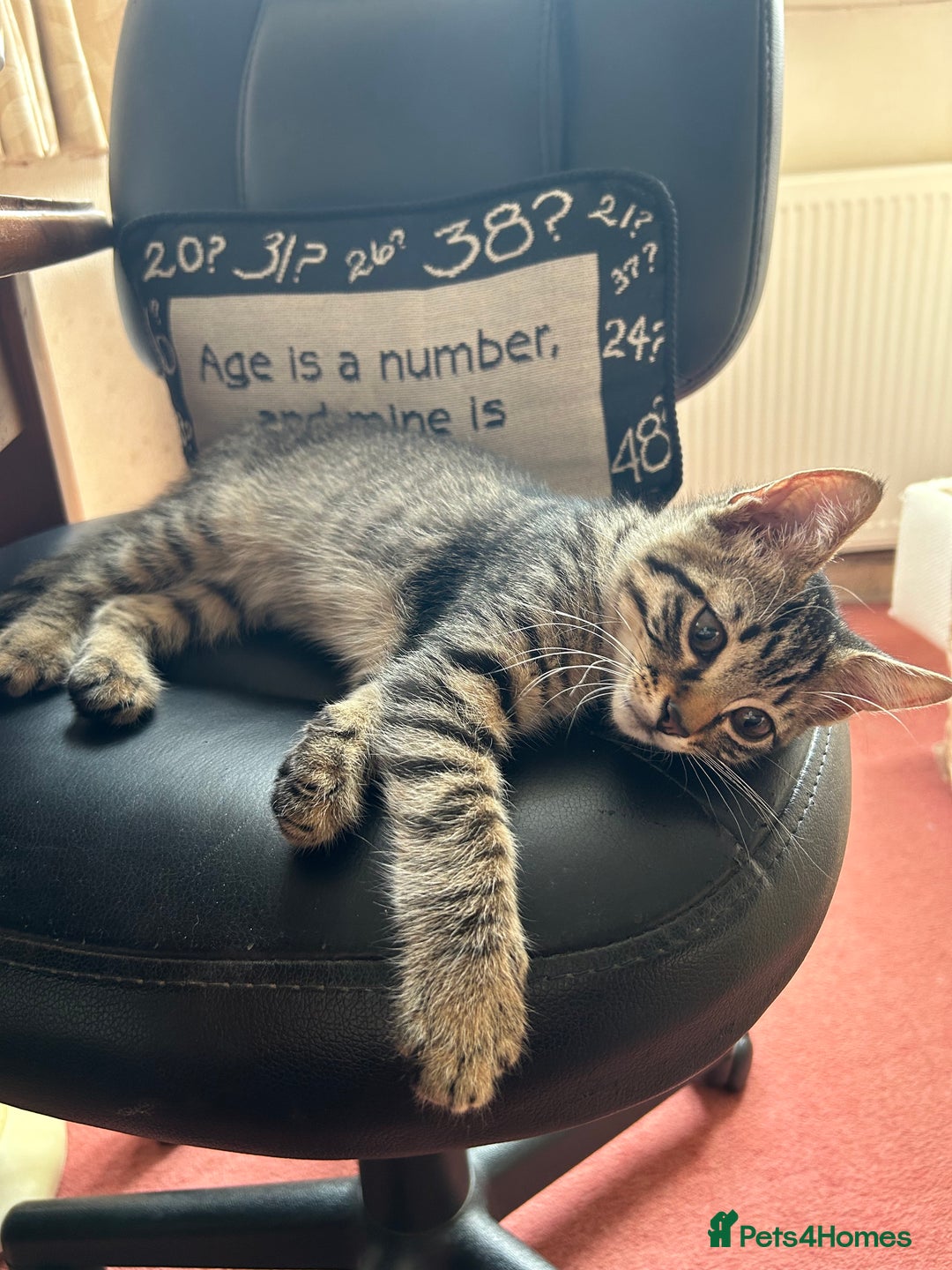 Domestic Shorthair cats for sale: Kittens - Image 22
