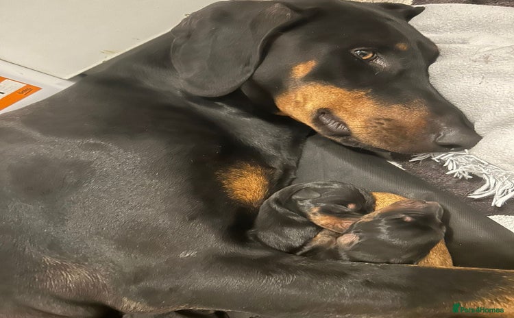Dobermann dogs - Advert 1