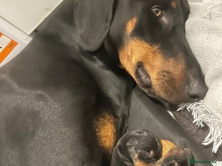 Dobermann dogs - Advert 2