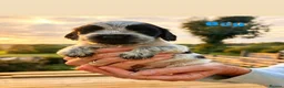 Cocker Spaniel dogs for sale: ❤️❤️Show cocker spaniel ❤️❤️ - Advert 1