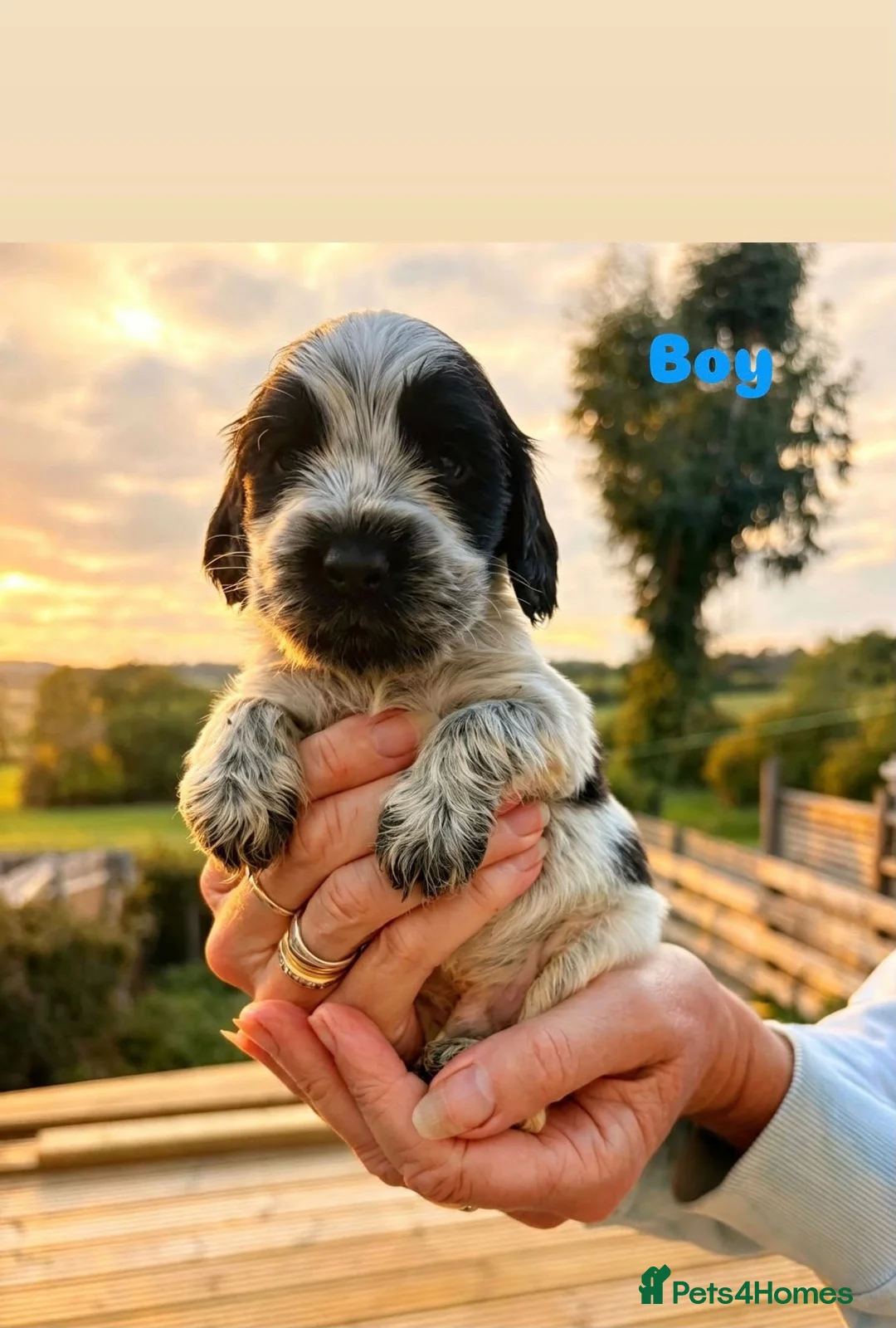Cocker Spaniel dogs for sale: ❤️❤️Show cocker spaniel ❤️❤️ - Advert 1