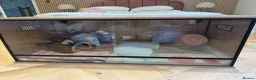 Pygmy Hedgehog rodents for sale: Pygmy Hedgehog in Newcastle upon Tyne - Advert 10