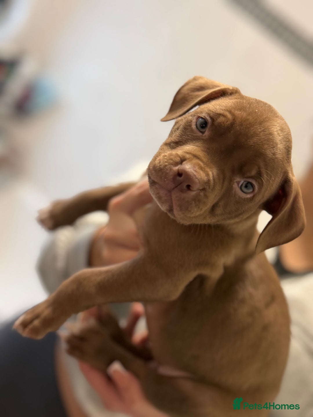 American Bully dogs for sale: Pocket x standard American bully - Advert 11