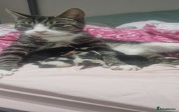 American Shorthair cats for sale: Kittens for sale - Image 16