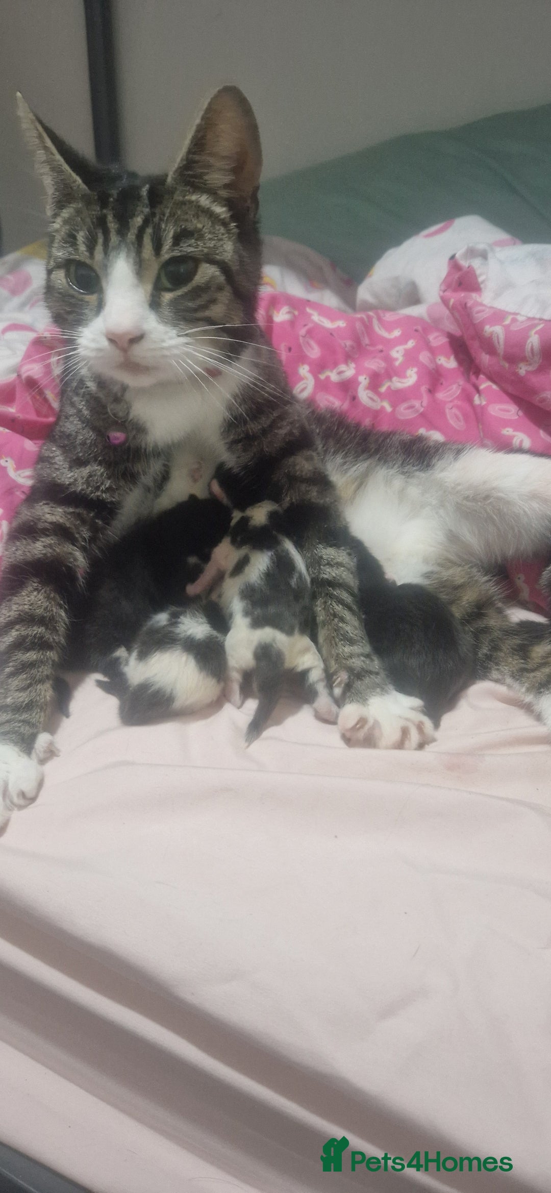 American Shorthair cats for sale: Kittens for sale - Image 16
