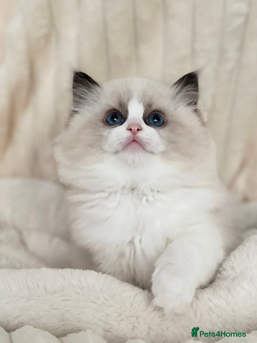 Ragdoll cats for sale: Exquisite Seal Bicolour Ragdoll Boys dolly face - Image 14