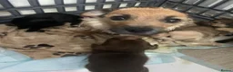 Mixed Breed dogs for sale: Shitzu x mini Jack puppies  - Advert 1