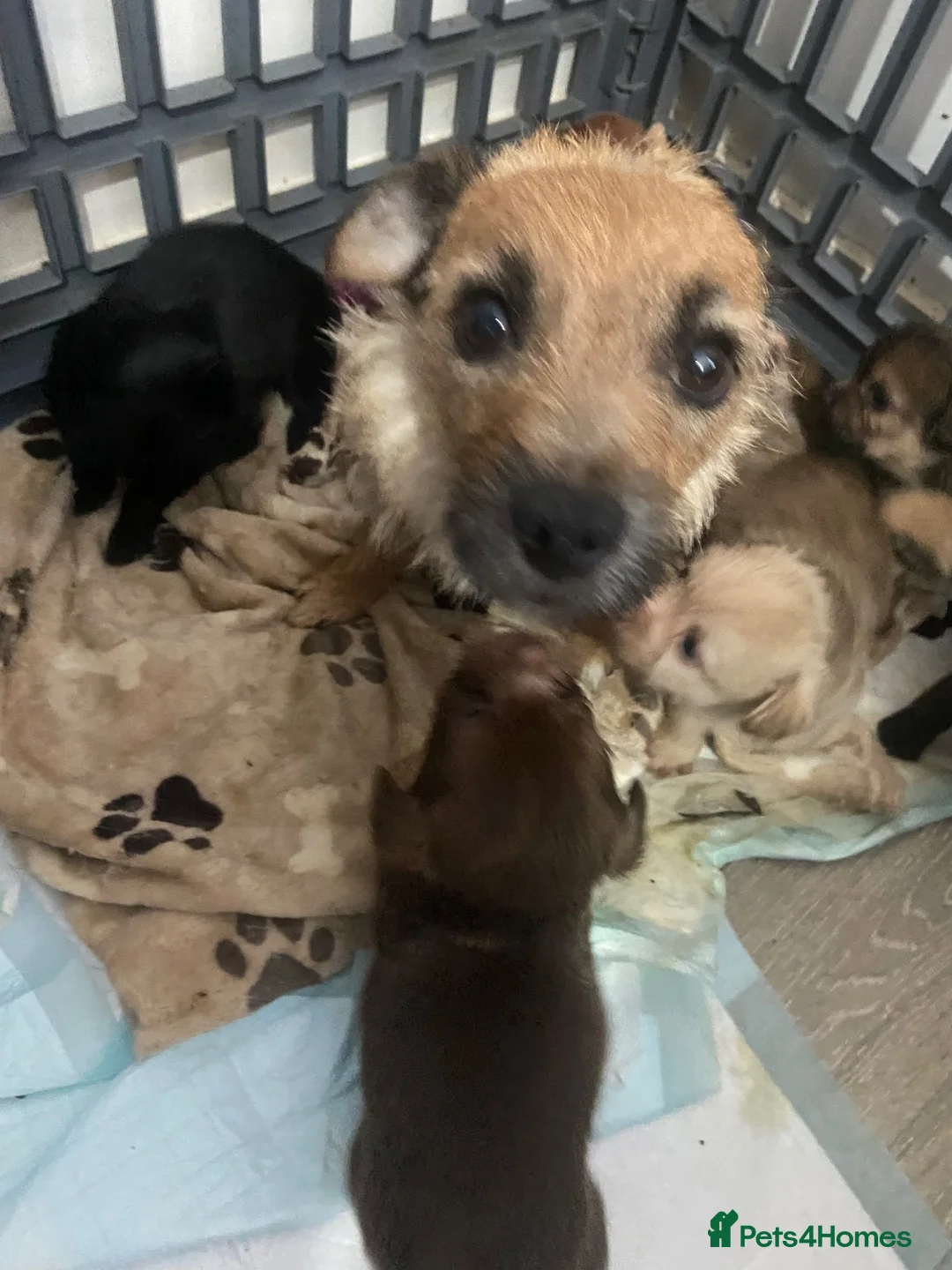 Mixed Breed dogs for sale: Shitzu x mini Jack puppies  - Advert 1