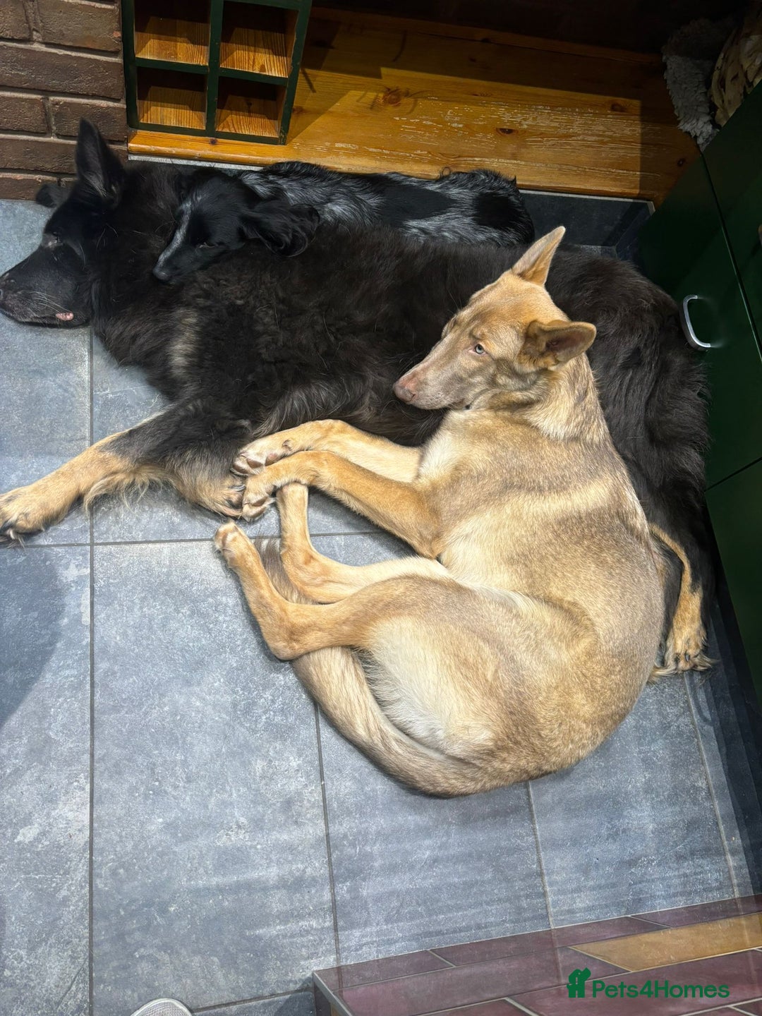 German Shepherd dogs for sale: Older Isabella GSD Female - Image 3