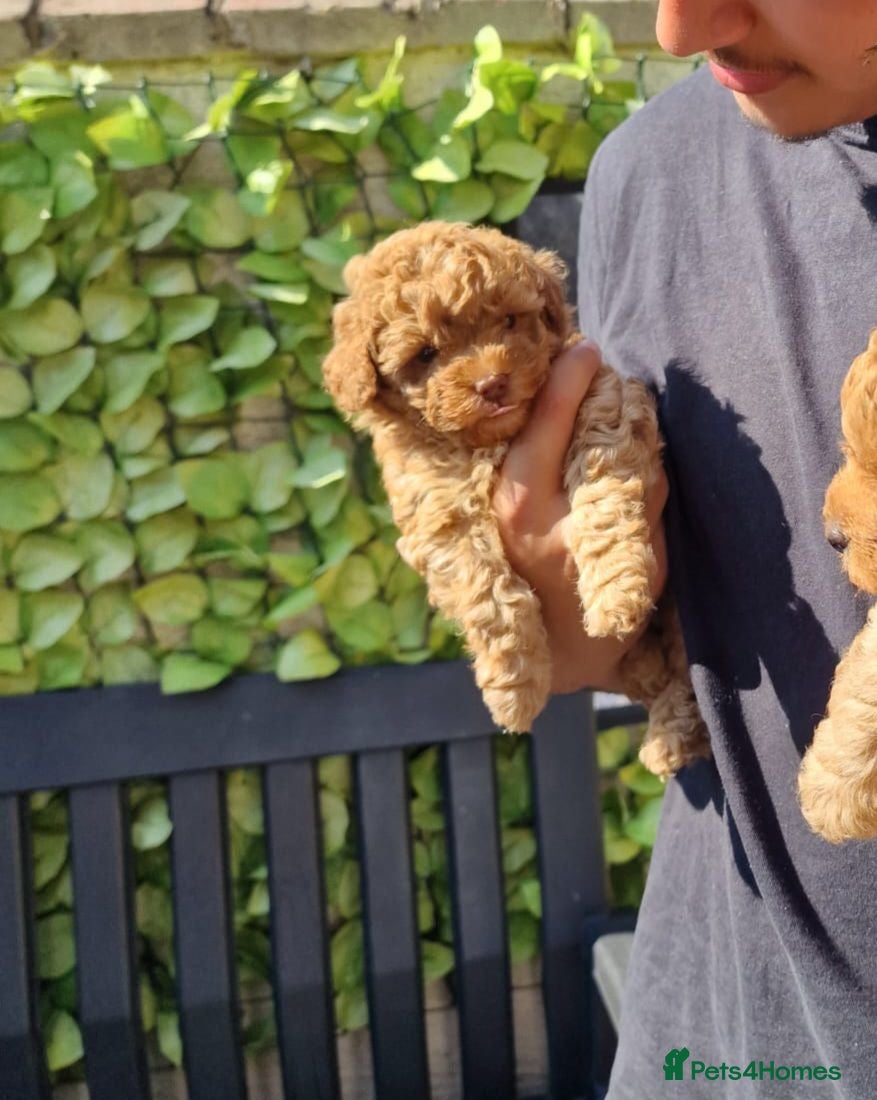 Toy Poodle dogs Toy poodle  - Advert 17