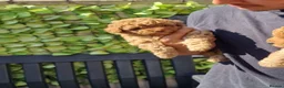 Toy Poodle dogs for sale: Toy poodle  - Advert 6