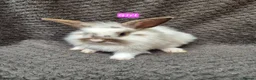 Lionhead rabbits for sale: Lionhead Bunnies - Advert 3