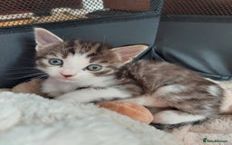 European cats for sale: Beautiful Kittens Looking for Loving Homes 🐾❤️ - Image 6