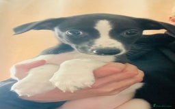 Whippet dogs for stud: Proven KC registered blue whippet for stud in Doncaster - Image 18