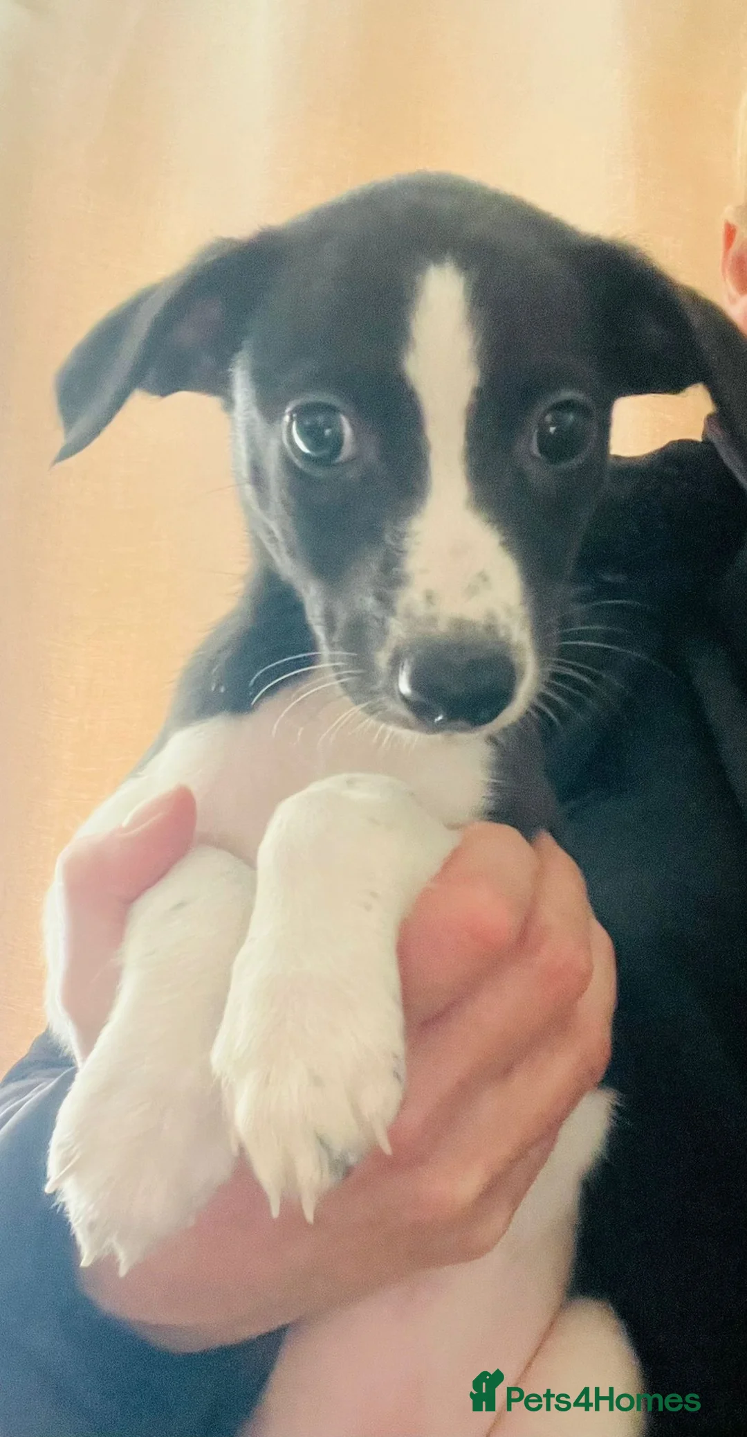 Whippet dogs for stud: Proven KC registered blue whippet for stud in Doncaster - Advert 20