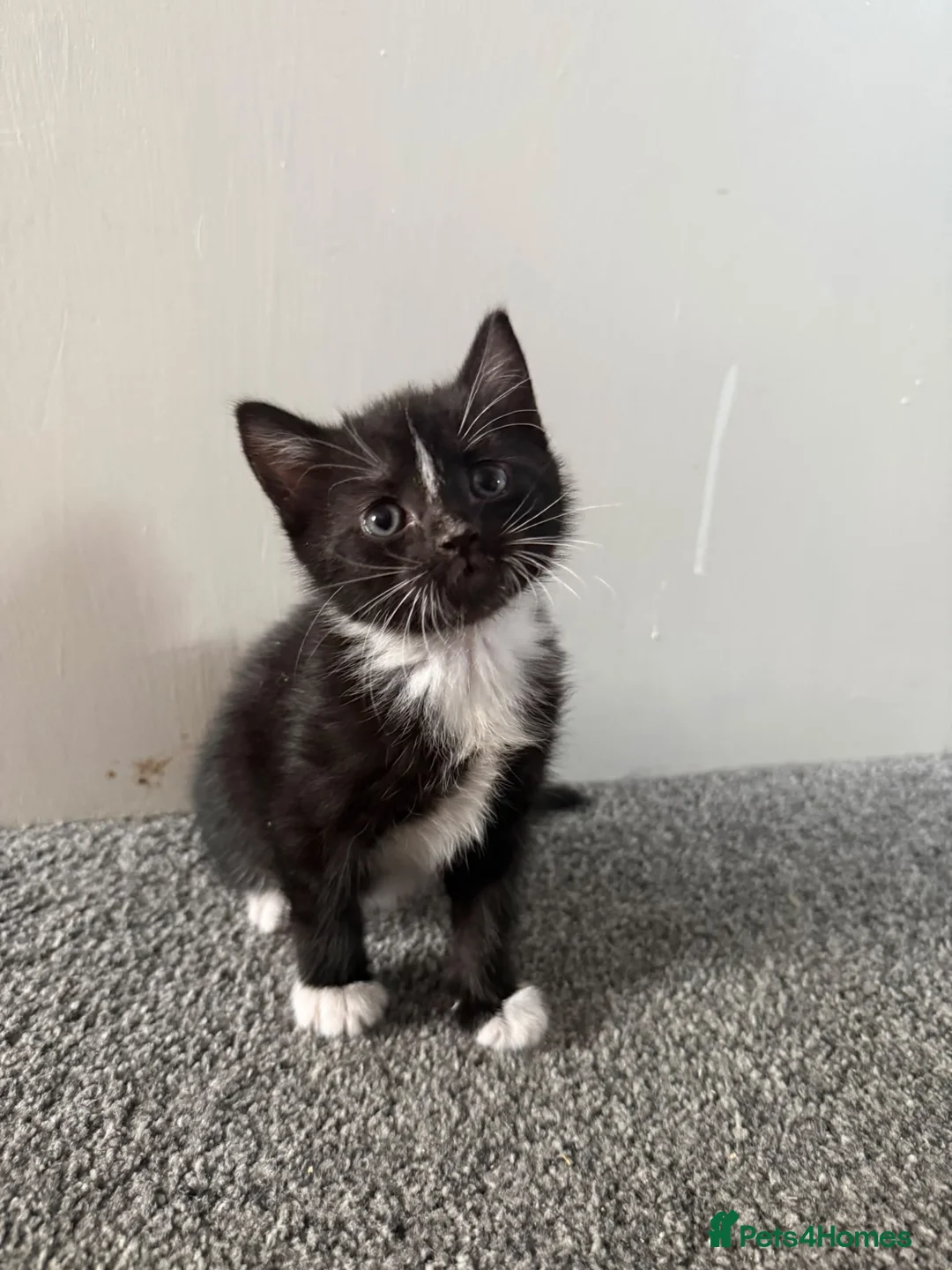 Mixed Breed cats for sale: Two Female Kittens - Advert 6