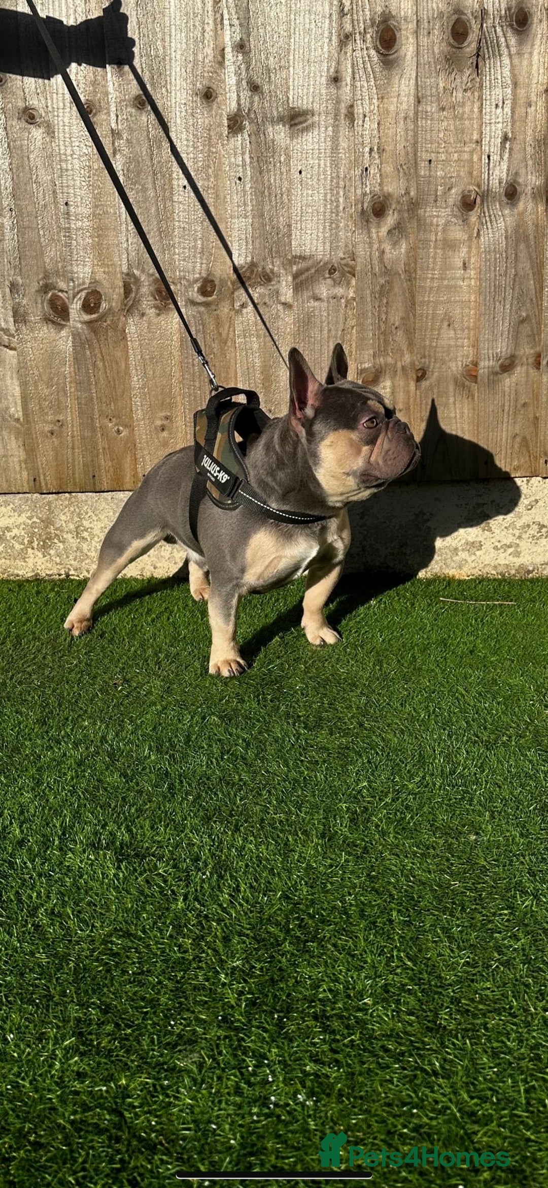 French Bulldog dogs for stud: Lambo in Tipton - Image 5