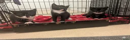 British Shorthair cats for sale: 3 kittens available  - Advert 1