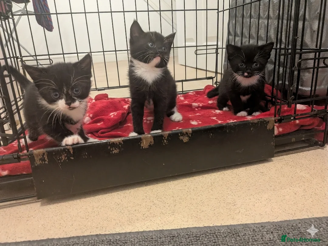 British Shorthair cats for sale: 3 kittens available  - Advert 1