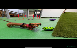 Dachshund dogs for stud: Red Miniature Dachshund for Stud - Image 3