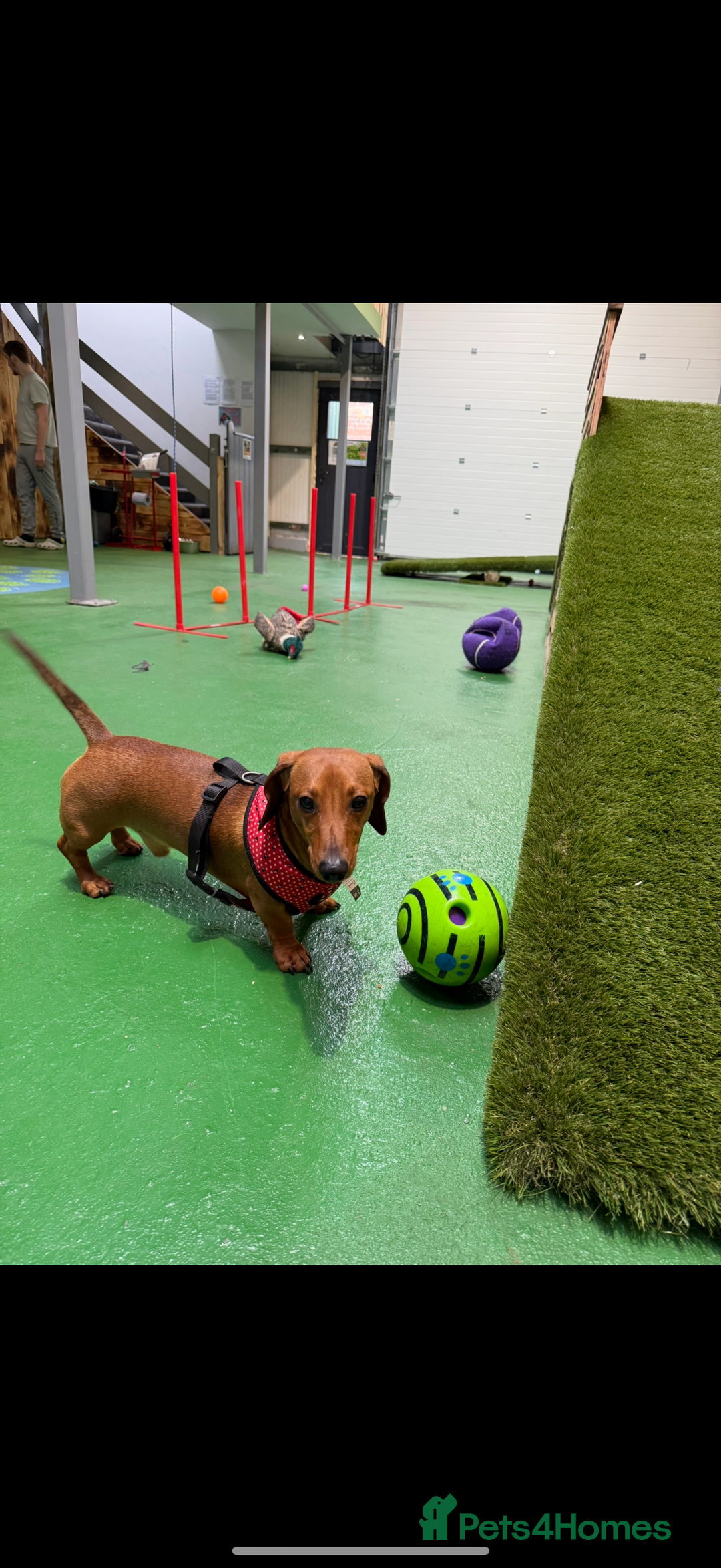 Dachshund dogs for stud: Red Miniature Dachshund for Stud - Image 3