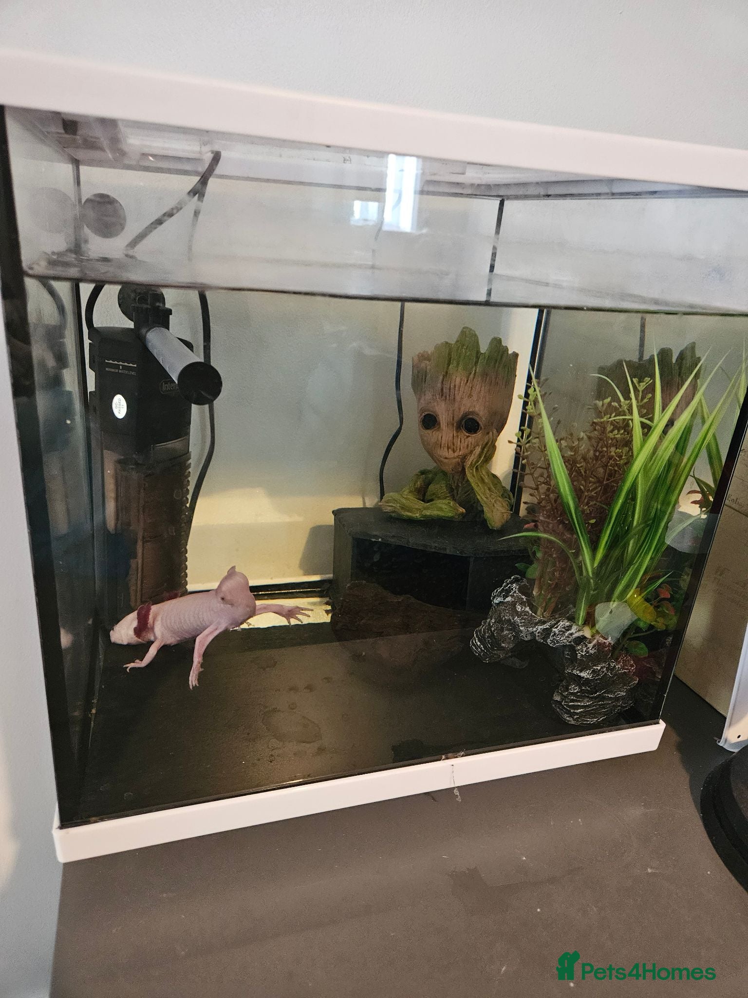 Axolotl reptiles Two axolotls and tank  - Advert 15