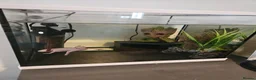 Axolotl reptiles for sale: Two axolotls and tank  in Bournemouth - Advert 1