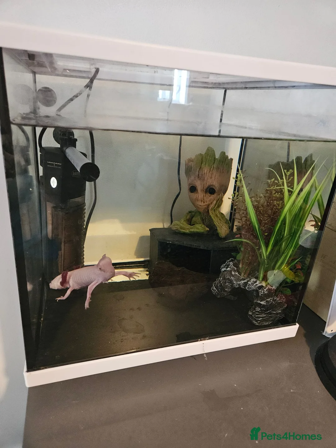 Axolotl reptiles for sale: Two axolotls and tank  in Bournemouth - Advert 1