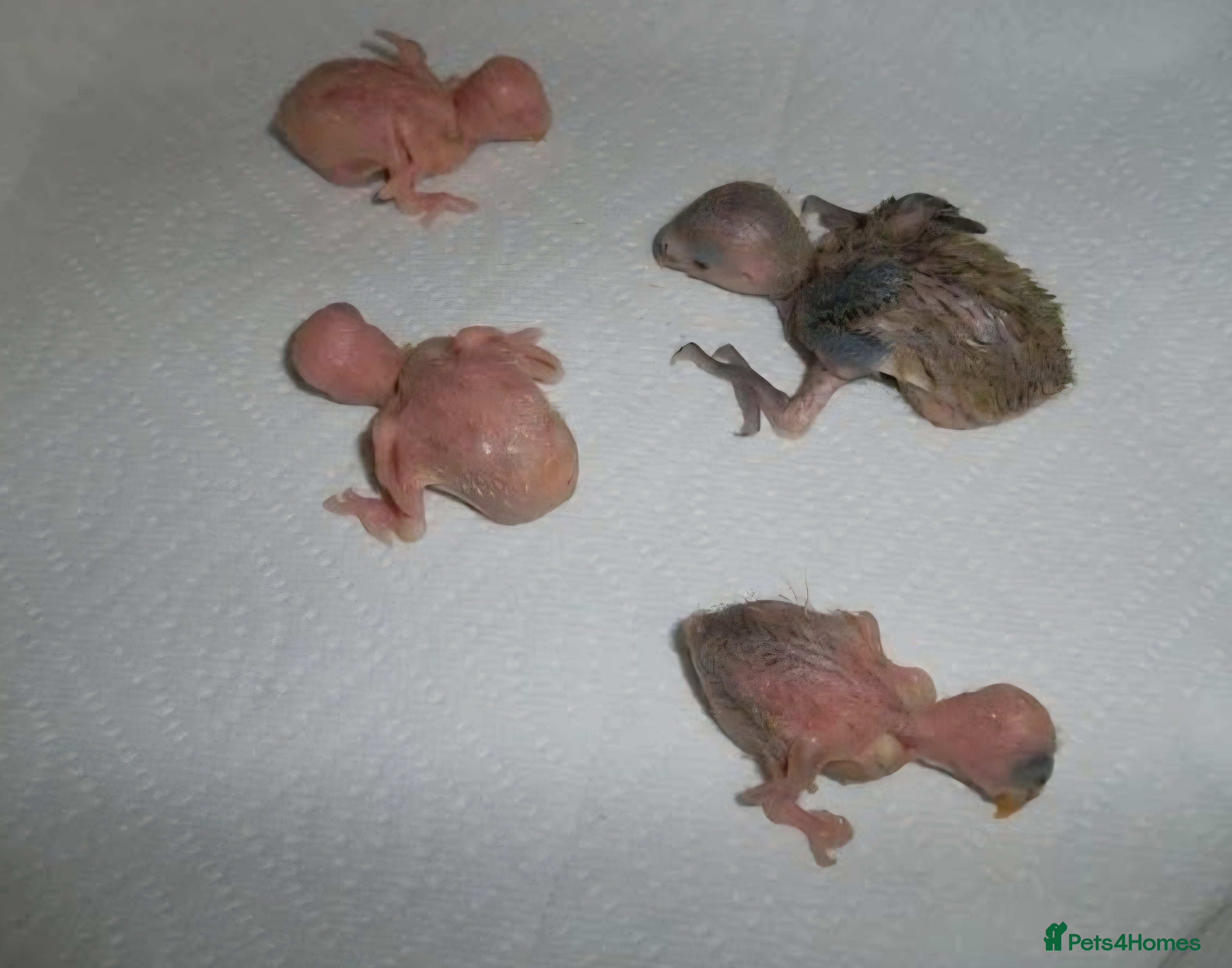 Lovebirds birds Hand feeding baby Love bird  - Advert 1