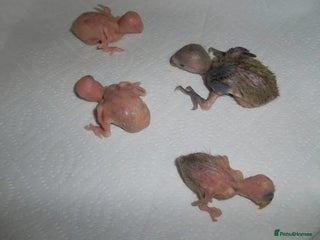 Lovebirds birds Hand feeding baby Love bird - Advert 2