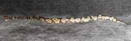 Python Snake reptiles for sale: BALL PYTHON in Runcorn - Advert 12