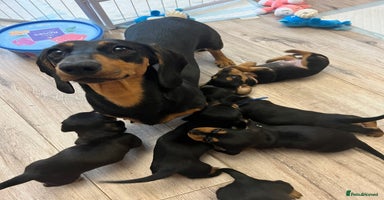Dachshund dogs - Advert 3
