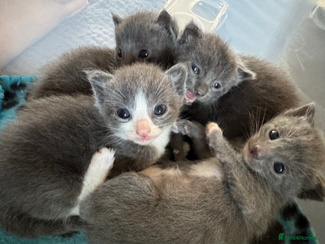 Mixed Breed cats for sale: Regular kittens - Image 8