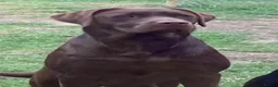 Labrador Retriever dogs for sale: Gorgeous KC Registered Chocolate Labrador Puppies  in Caldicot - Advert 7