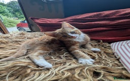 Mixed Breed cats for sale: Two beautiful ginger boys - Image 13