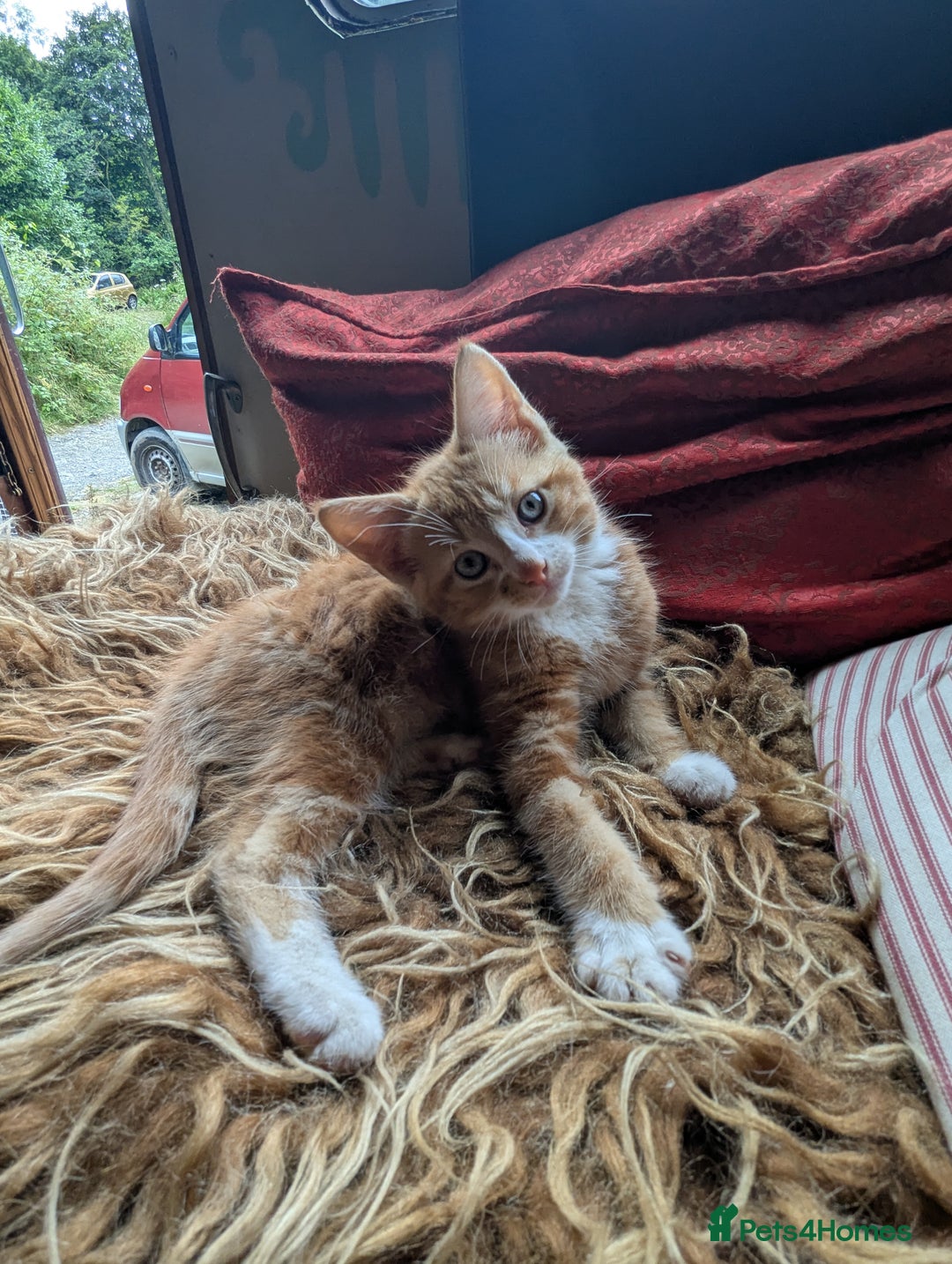 Mixed Breed cats for sale: Two beautiful ginger boys - Image 13