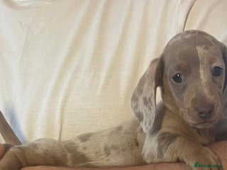 Miniature Dachshund dogs Mini dachshund - Advert 14