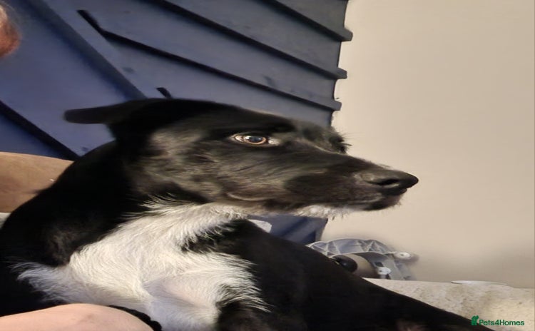 Border Collie dogs - Advert 15