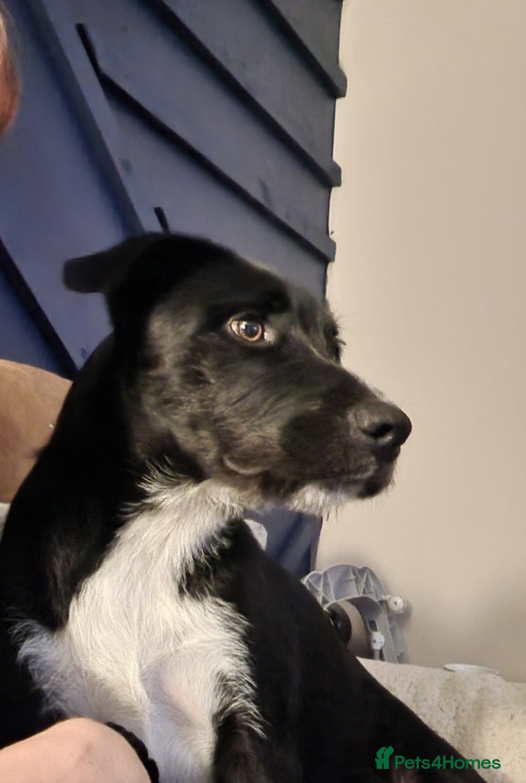 Border Collie dogs for sale: Harvey, the lovable rogue - Image 1