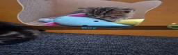 Mixed Breed cats for sale: Kittens  - Advert 5