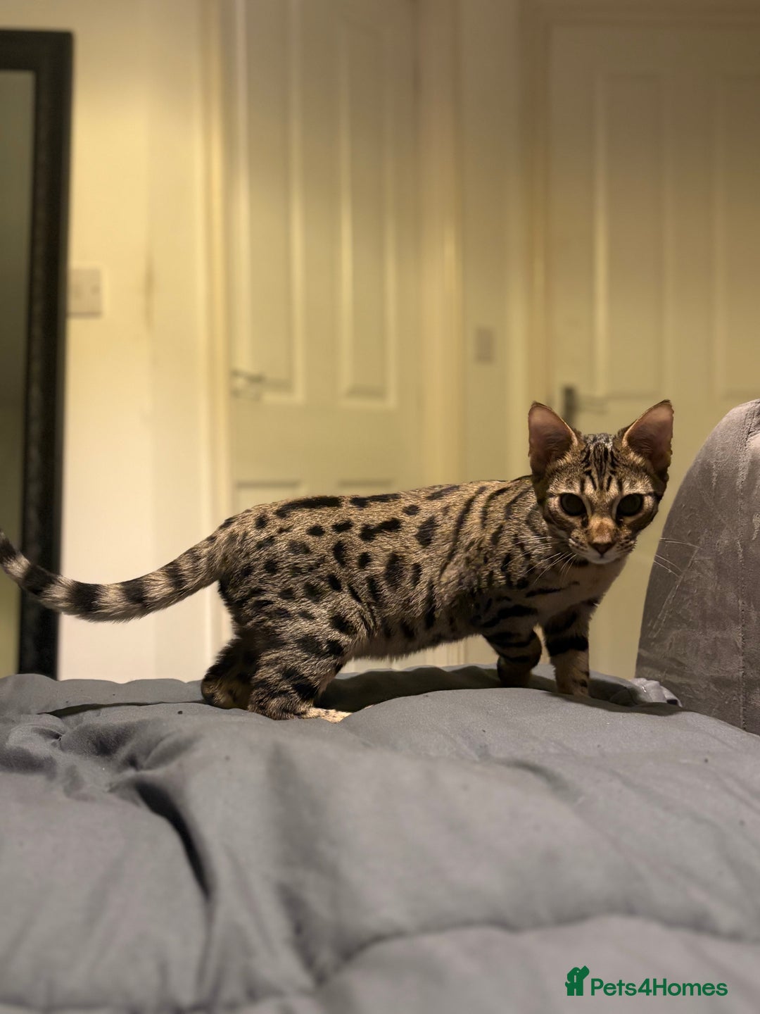 Savannah cats for sale: KIWANGA PEDIGREE F3 SAVANNAH KITTENS - Advert 39