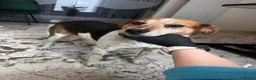 Mixed Breed dogs for adoption: Beauty for adoption in Hastings - Advert 1