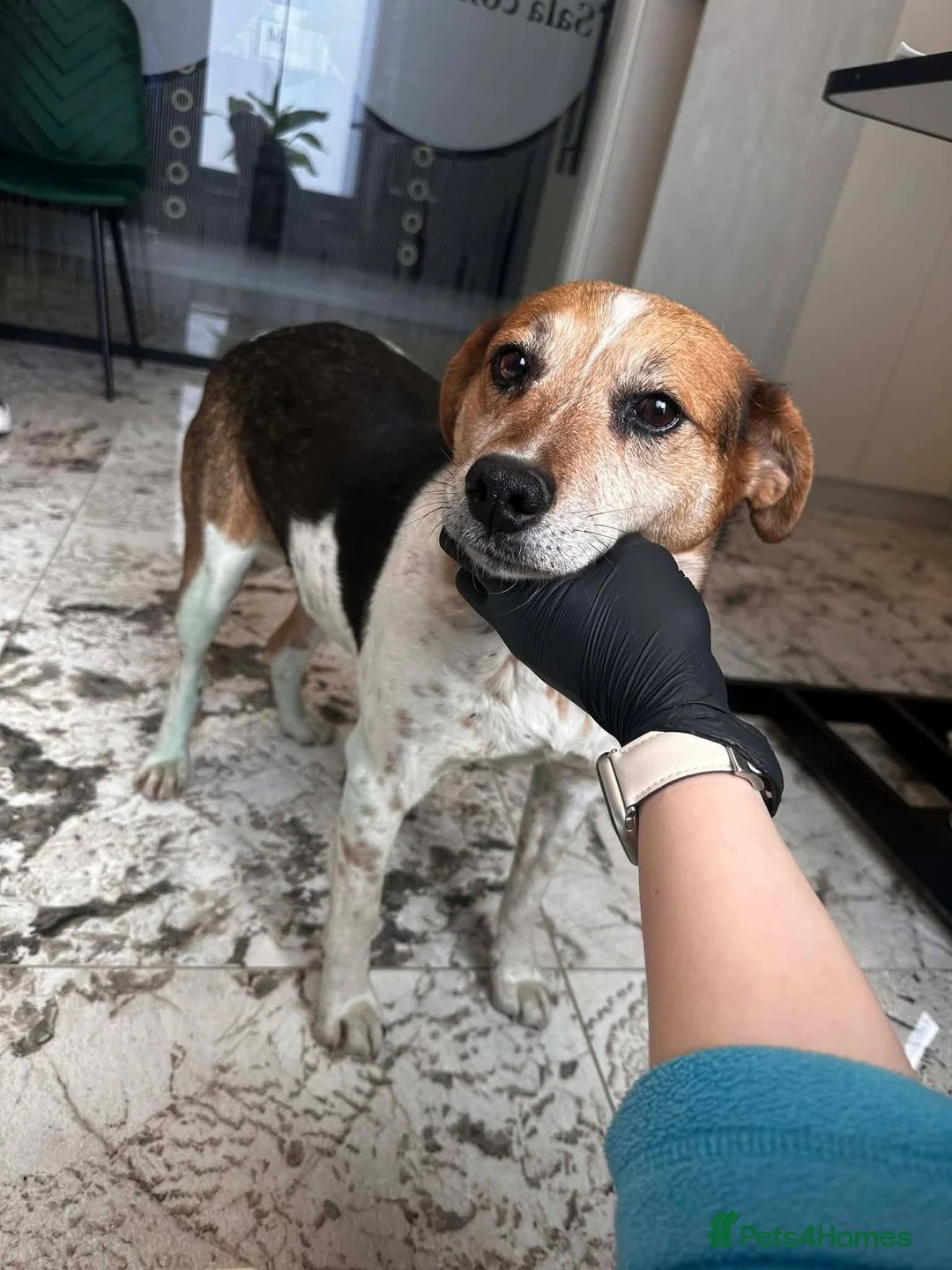 Mixed Breed dogs for adoption: Beauty for adoption in Hastings - Advert 1